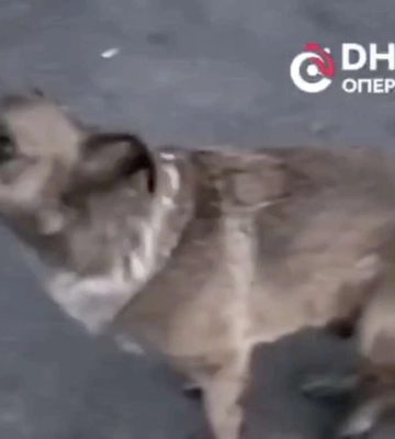 У Дніпрі бійцівський собака ледь не загриз дворнягу