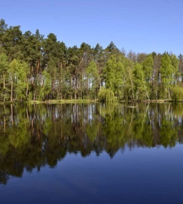 Озеро-кит посеред лісу: незвичайна природна локація на Житомирщині приваблює туристів