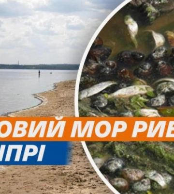 На Дніпропетровщині зафіксовано масову загибель риби
