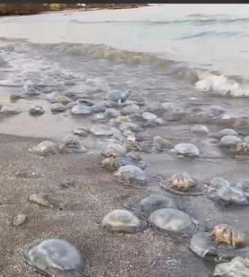 В воду не зайти - на Мелитопольщине Азовское море кишит медузами (видео)