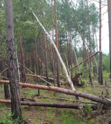 На Волині дерево впало на житловий будинок