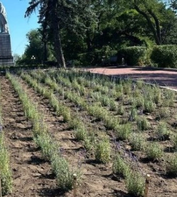 У Дніпрі на Монастирському острові висадили сотні кущів лаванди 
