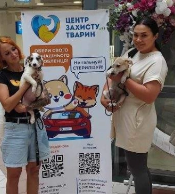 Розваги для дітей та збір коштів. У Миколаєві відбувся благодійний захід на підтримку безпритульних тварин