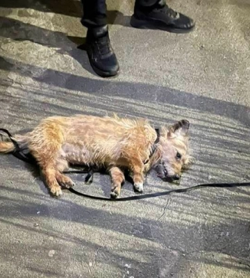 Викинув собаку з 9 поверху: у Хмельницькому поліція відкрила кримінальну справу