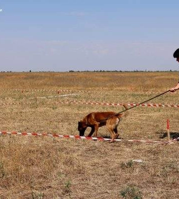 Бельгійські вівчарки разом з кінологами вже обстежили 23,2 га замінованих територій Миколаївщини