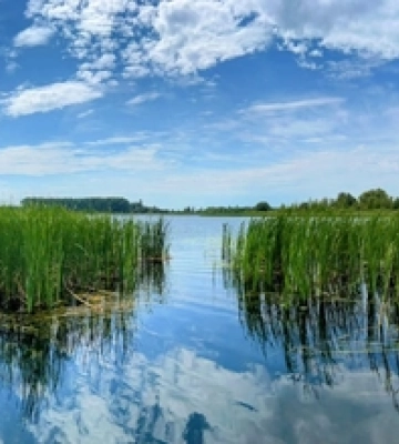Море риби: показали краєвиди озера на Волині 