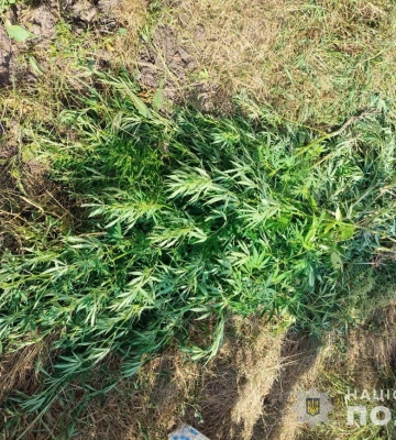 Сумські поліцейські виявили незаконний посів конопель у дачничці