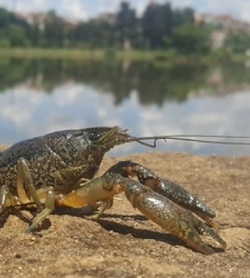 На Волині заборонять ловити раків, поки вони вразливі