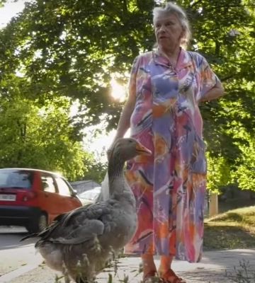 У Дніпрі відшукали гусака, який розгулює містом у чоботях