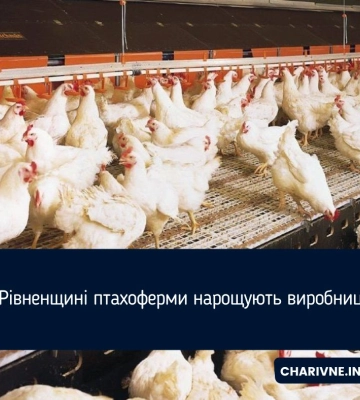 На Рівненщині птахоферми нарощують виробництво
