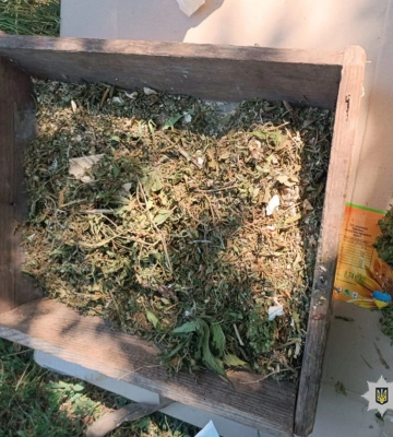 На Корсунщині чоловік вирощував конопель: йому повідомили про підозру (ФОТО)