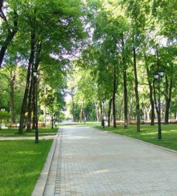 В Києві чотири людини отримали поранення від падіння дерева