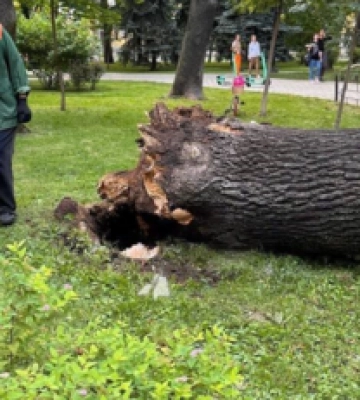 В парке в Киеве дерево упало на людей: четыре человека госпитализировали