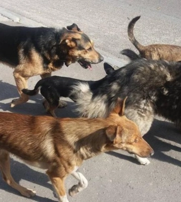 У Дніпрі агресивні собаки напали на дівчинку