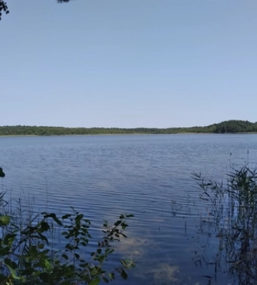 У лісі на Волині помітили вовчицю з вовченям (Відео)