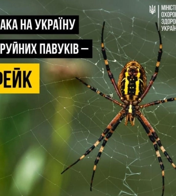 В Минздраве опровергли миф о нашествии ядовитых пауков