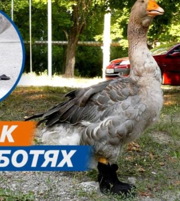 Гусак у чоботях посеред міста: у Дніпрі літня жінка тримає у квартирі гусака