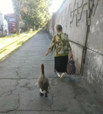 У Дніпрі бабуся щодня вигулює домашнього гусака у шкарпетках (ФОТО)