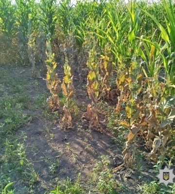 На Уманщині викрили жінку, яка у кукурудзі вирощувала наркорослини