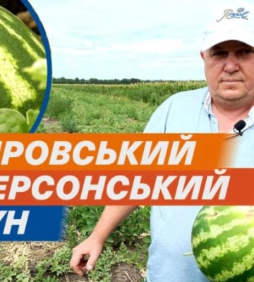 "Дніпровський кавун не поступається херсонському" – фермер з Дніпровського району