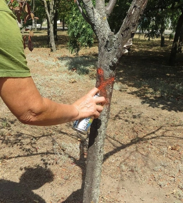 «Миколаївські парки» готуються до обрізки та знесення аварійних дерев – позначають їх «колом» та «хрестом»