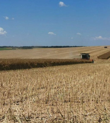 На Рівненщині зібрали понад пів мільйона тонн зерна