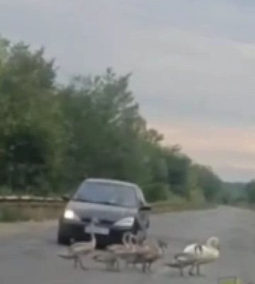 Зграя лебедів зупинила рух автівок трасою на Дніпропетровщині