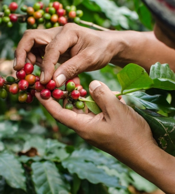 Бразильські фермери можуть переключитися з кавових бобів на інші культури