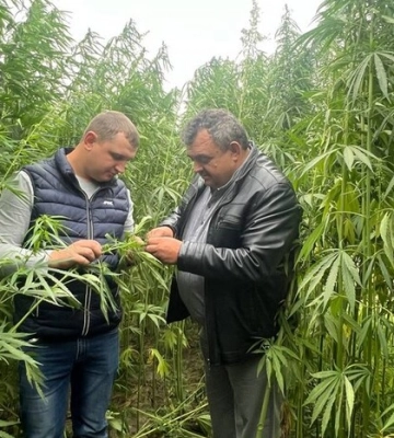 На Вінниччині фермери вирощують коноплі