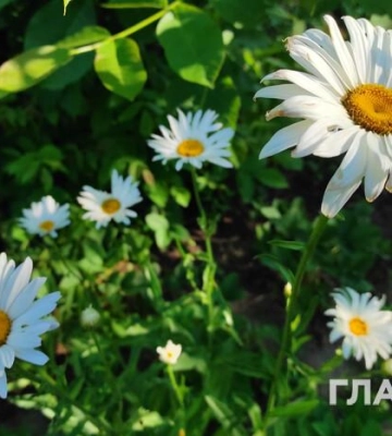 Дожди и до 30° тепла: прогноз погоды на сегодня