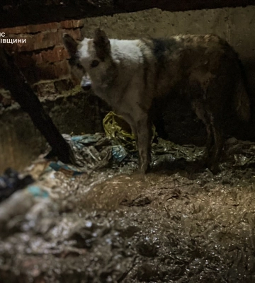 На Львівщині ДСНСники врятували собаку