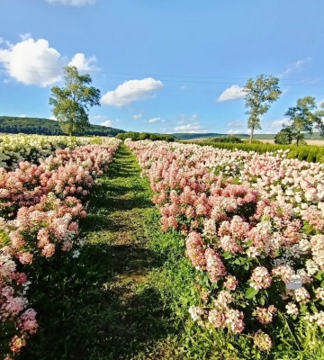 На Львівщині розквітло поле гортензій - ФОТО