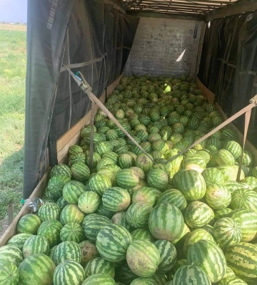 На Одещині збирають значний врожай баштанних та овочевих культур, - фото
