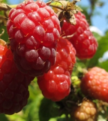 В Україні знову дешевшає малина - EastFruit