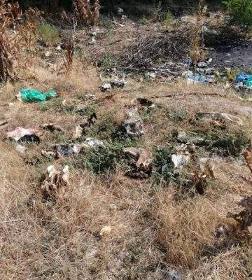 У Миколаєві виявлено велике звалище, у тому числі продуктів тваринного походження