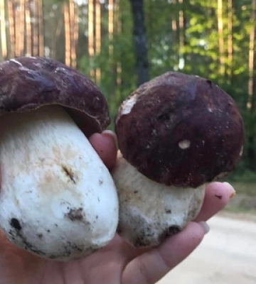 У лісі біля Маневичів збирають повні кошики білих грибів 