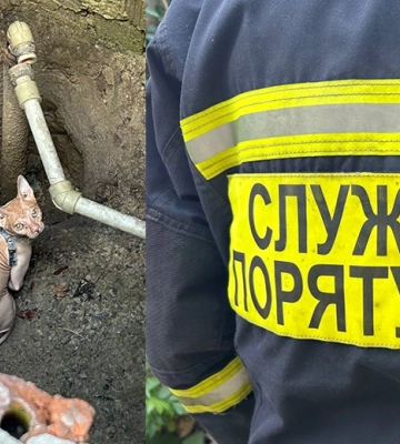 У Дніпрі врятували сфінкса, який впав у яму 