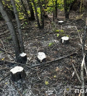 Білопільські поліцейські викрили чоловіка у незаконній порубці деревини