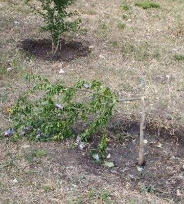 Чергові випадки вандалізму у миколаївських парках (ФОТО)