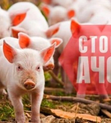 До уваги жителів  Рахівщини: Африканська чума свиней!