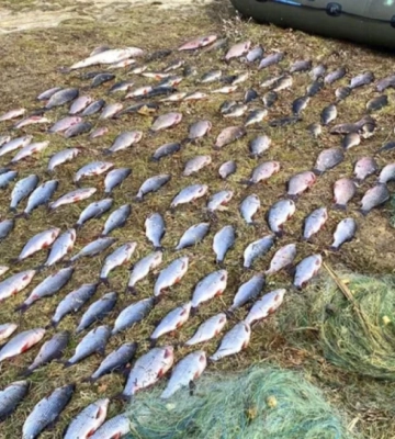 Цьогоріч на березі Дніпра знайшли мертвими близько 15 особин осетрів