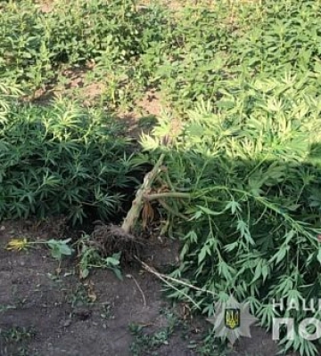 Правоохранители Кривого Рога изъяли около ста кустов конопли у двух горожан