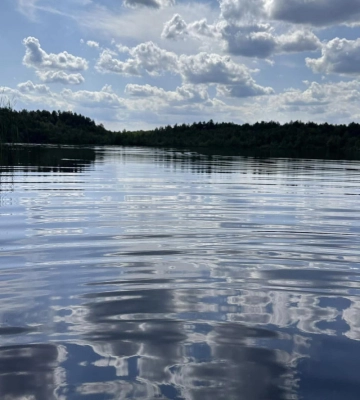 Один на одному: у маневицькому лісі ростуть американські боровики 