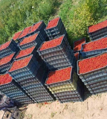 На руїнах радянського колгоспу: на Рівненщині успішно розвивається ягідний бізнес