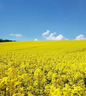 На Волині розпочали сівбу ріпаку під урожай 2025 року