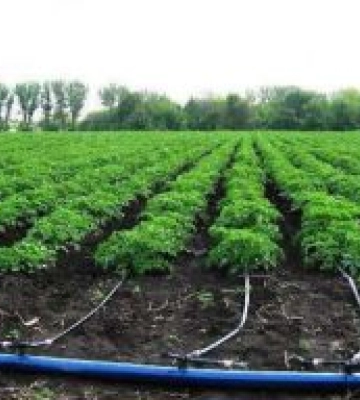 ФАО шукає підрядників для закупівлі систем крапельного зрошення