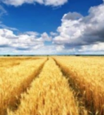 Аграрії Дубенщини завершують збір ранніх зернових