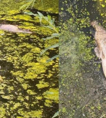 На Львівщині в річці Рокитна масово гине риба: прокурори розпочали розслідування