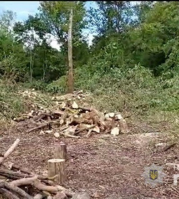 На Сумщині нелегальні лісоруби зрубали 285 дерев