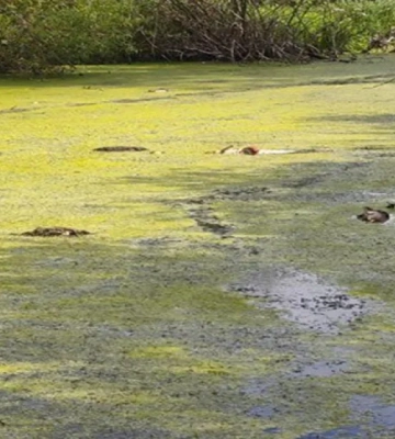 На Золочівщині підприємство забруднює річку, через що масово гине риба